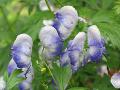 Monkshood, Wolfbane / Aconitum x cammarun 